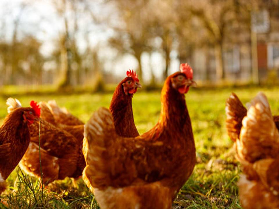 STARTING YOUR OWN ORGANIC CHICKEN FARM: A COMPREHENSIVE GUIDE FOR BEGINNERS