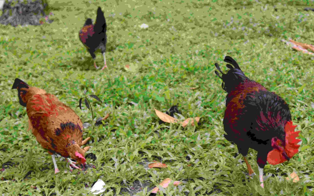 Organic Chicken Farming