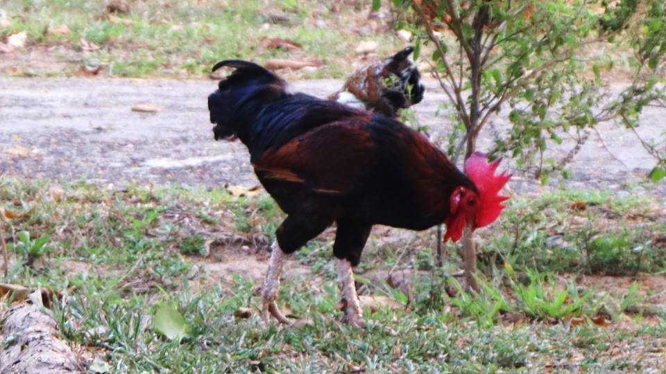 Organic chickens grazing on green grass for a natural, nutrient-rich diet.